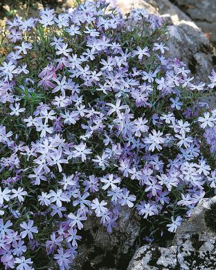 Sammalleimu Emerald Cushion Blue 6 kpl