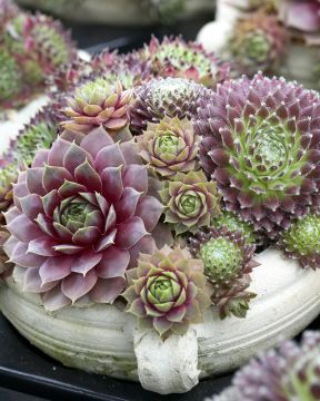 Kivikkopenkki 12 kpl