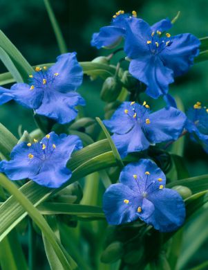 Tarhajuoru Zwanenburg Blue 6 kpl