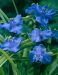 Tarhajuoru Zwanenburg Blue 6 kpl