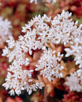 Valkomaksaruoho Coral Carpet 3 kpl