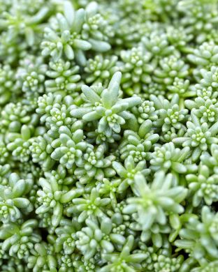 Valkomaksaruoho Coral Carpet 6 kpl