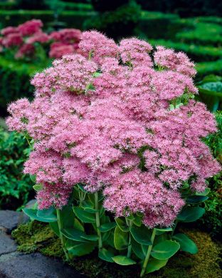 Syysmaksaruoho Brilliant 3 kpl