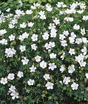 Kesälempi-perennapenkki syyssipuleilla 108 kpl