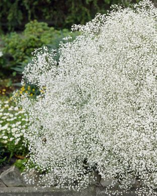 Morsiusharso Snowflake 3 kpl
