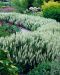 Loistosalvia Schneehugel 3 kpl