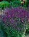 Lehtosalvia Caradonna 3 kpl