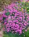 Vuorineilikka Pink Jewel 3 kpl