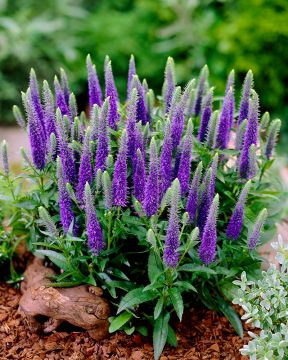 Keijunlumous perenna-asetelma 3 kpl