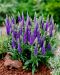 Tähkätädyke Ulster Dwarf Blue 3 kpl