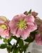 Jouluruusu Double Pink