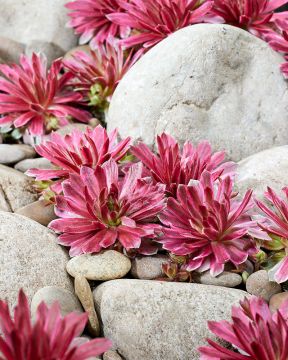 Mehitähti Lotus Blossom