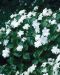 Isokolmilehti Flore Pleno