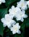 Isokolmilehti Flore Pleno