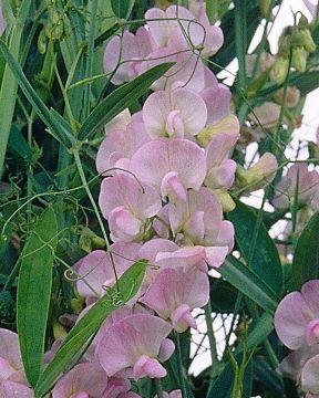 Ruusunätkelmä Pink Pearl 3 kpl