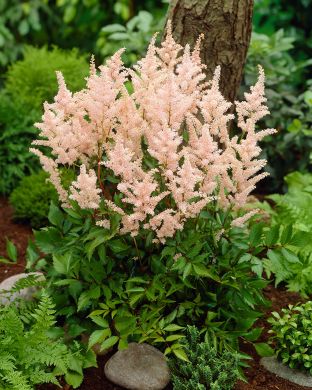 Japaninjaloangervo Peach Blossom 3 kpl