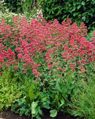 Punavirma Coccineus 3 kpl