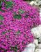 Tarharistikki Cascade Purple 6 kpl
