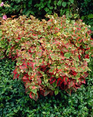 Kameleonttilehti Chameleon 3 kpl