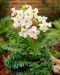 Isoinkarvillea Snowtop 3 kpl