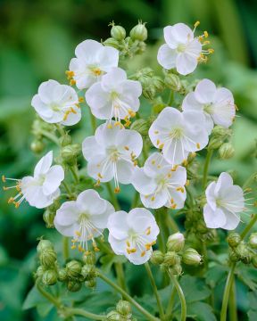 Tuoksukurjenpolvi White Ness 3 kpl