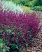 Kiehkurasalvia Purple Rain 3 kpl