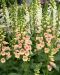 Sormustinkukka Apricot 3 kpl