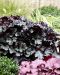 Keijunkukka Black Pearl 3 kpl