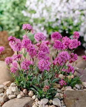 Pikkutervakko Rosea 6 kpl