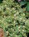 Varjoyrtti Variegata 3 kpl