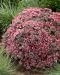 Maksaruoho Dazzleberry 3 kpl