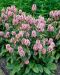 Rohtopähkämö Rosea 3 kpl