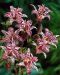 Kannuskonnanlilja Purple Beauty 6 kpl