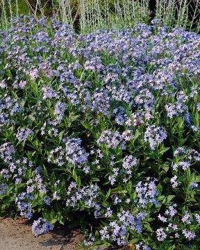 Tähtituikki 3 kpl