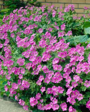 Pinkkiparatiisi-perennapenkki 27 kpl