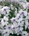 Purppurainen-perennapenkki syyssipuleilla 118 kpl