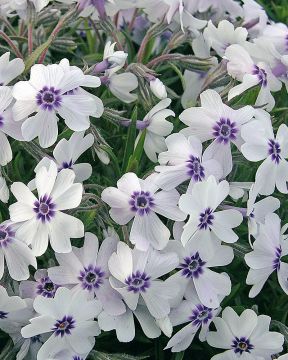 Purppurainen perennapenkki 18 kpl