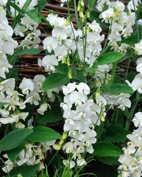 Ruusunätkelmä White Pearl 3 kpl