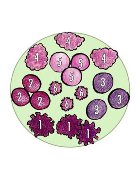 Purppurataivas-perennapenkki 40 kpl