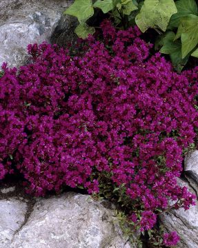 Purppurailta 2 -perennapenkki 23 kpl