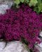 Purppurailta 2 -perennapenkki 23 kpl
