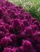 Purppurailta 3 -perennapenkki 23 kpl
