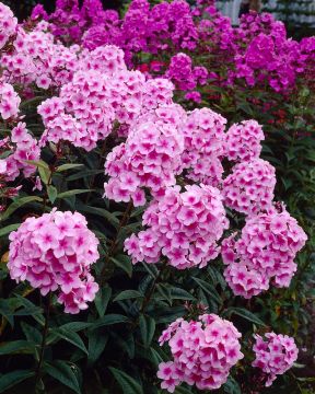 Purppurailta 2 -perennapenkki 23 kpl