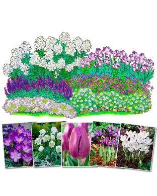 Purppurainen-perennapenkki syyssipuleilla 118 kpl