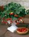 Mansikka Greenfinger 12 kpl