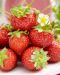 Mansikka Greenfinger 12 kpl