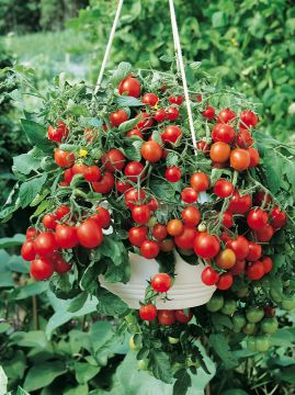Amppelitomaatti Brasil Red 6 kpl