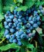 Pensasmustikka Blue Crop 3 kpl