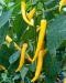 Chilipaprika Starflame