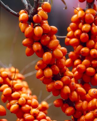 Tyrni Friesdorfer Orange